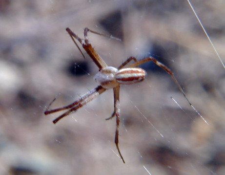 Coppia Argiope lobata